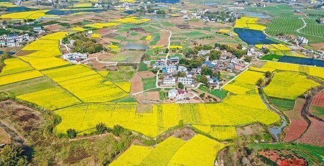 成都附近油菜花景点推荐：金堂三溪、郫都青杠树等四地赏花攻略