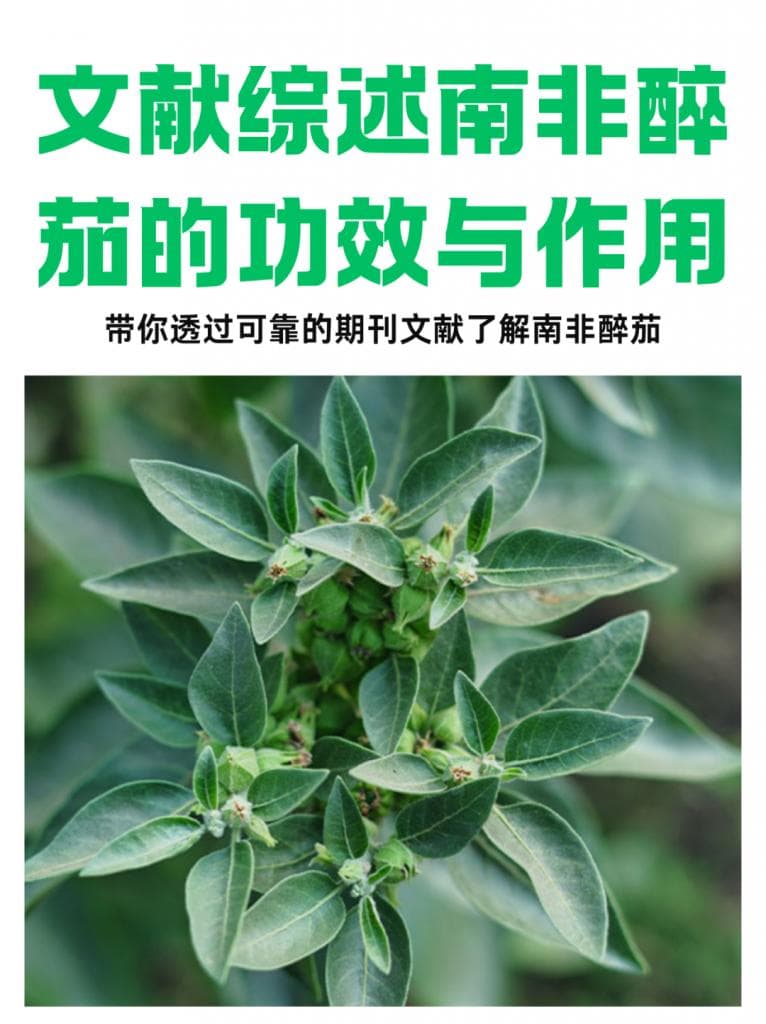 南非醉茄的功效：从抗焦虑到运动表现增强