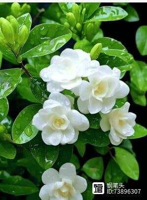 茉莉花掉叶子的原因及补救措施