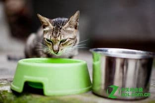 宠物猫捕鼠技巧秘诀与注意事项