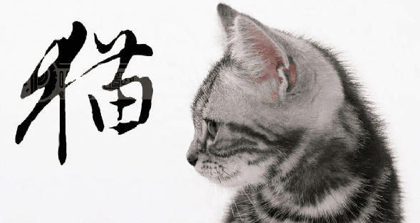 老舍作品《猫》的赏析