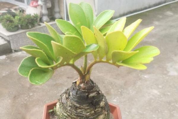 墨西哥铁树的养殖方法和注意事项