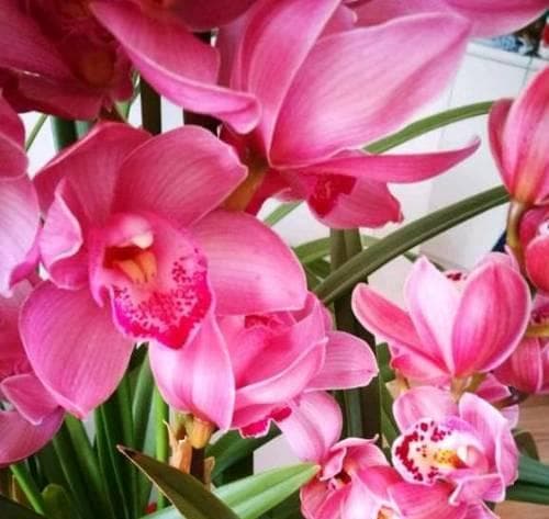探秘兰花开花时间及花期（兰花开花时间、花期长短及其影响因素分析）