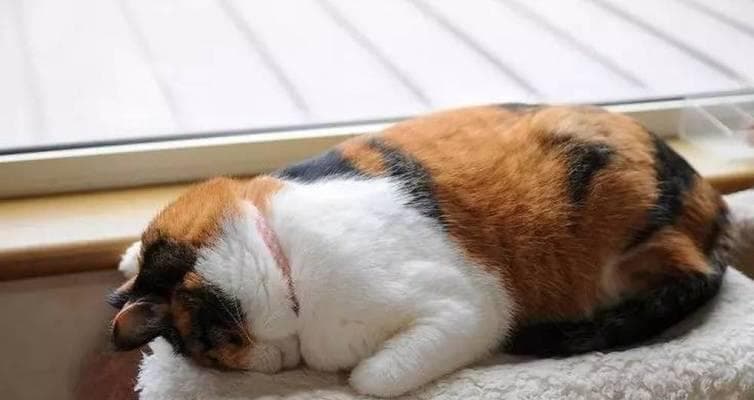 猫咪睡觉姿势大解析：不同睡姿背后的心理与健康密码