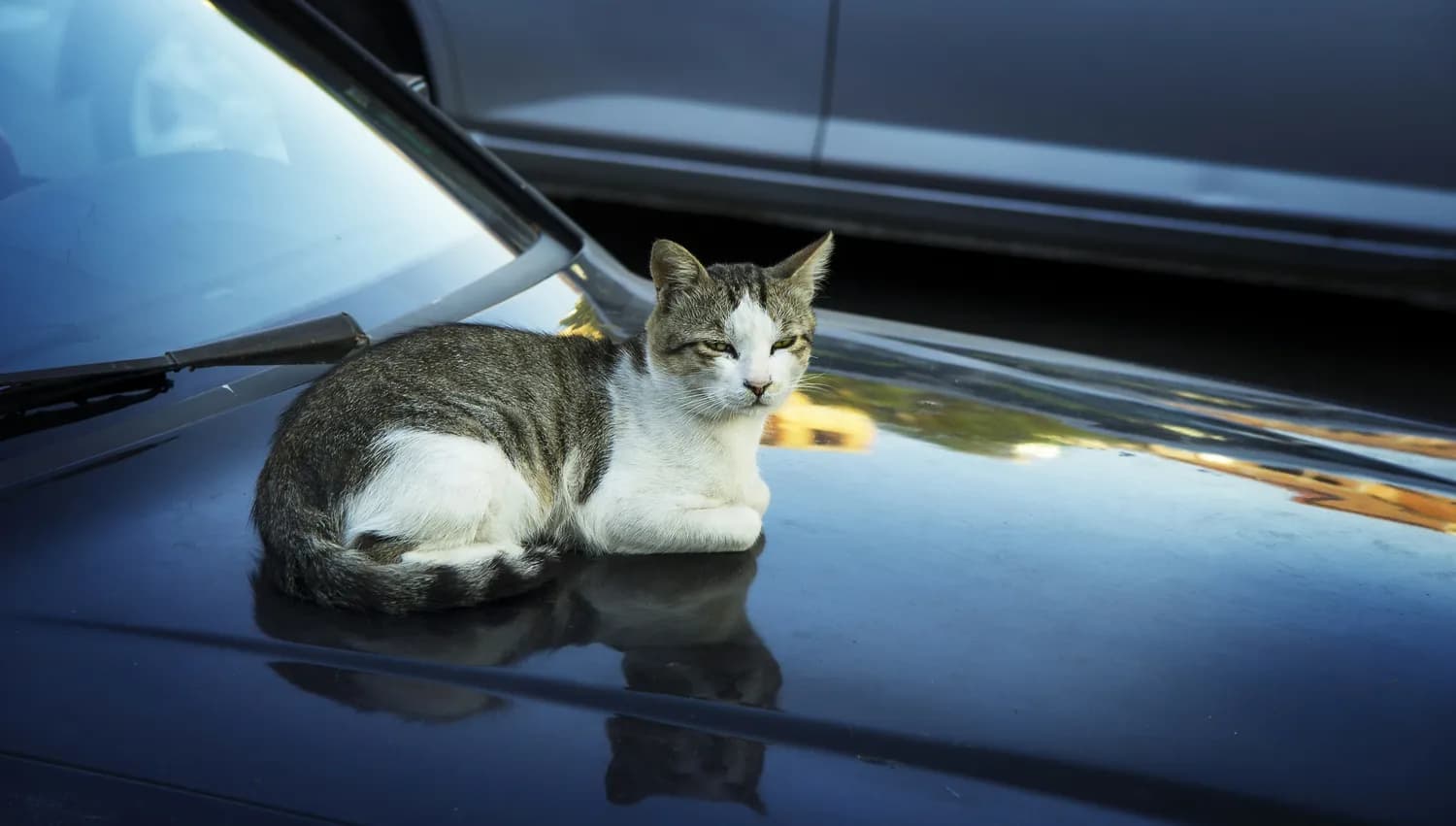 猫咪旅行必备：如何让小主子安全又舒适？