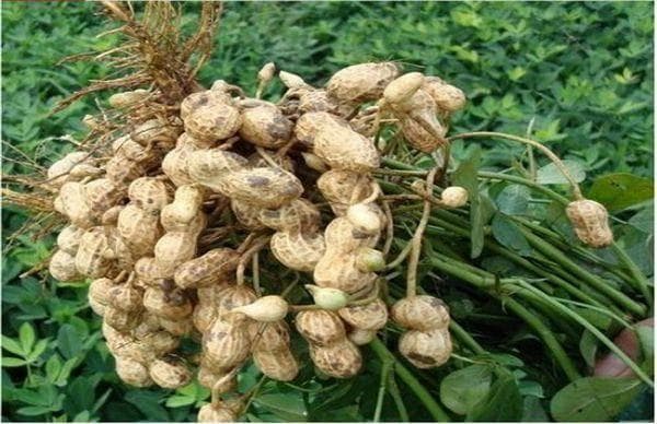 单单掌握这5个关键节点，你就是花生种植高手！凤凰植保节揭秘