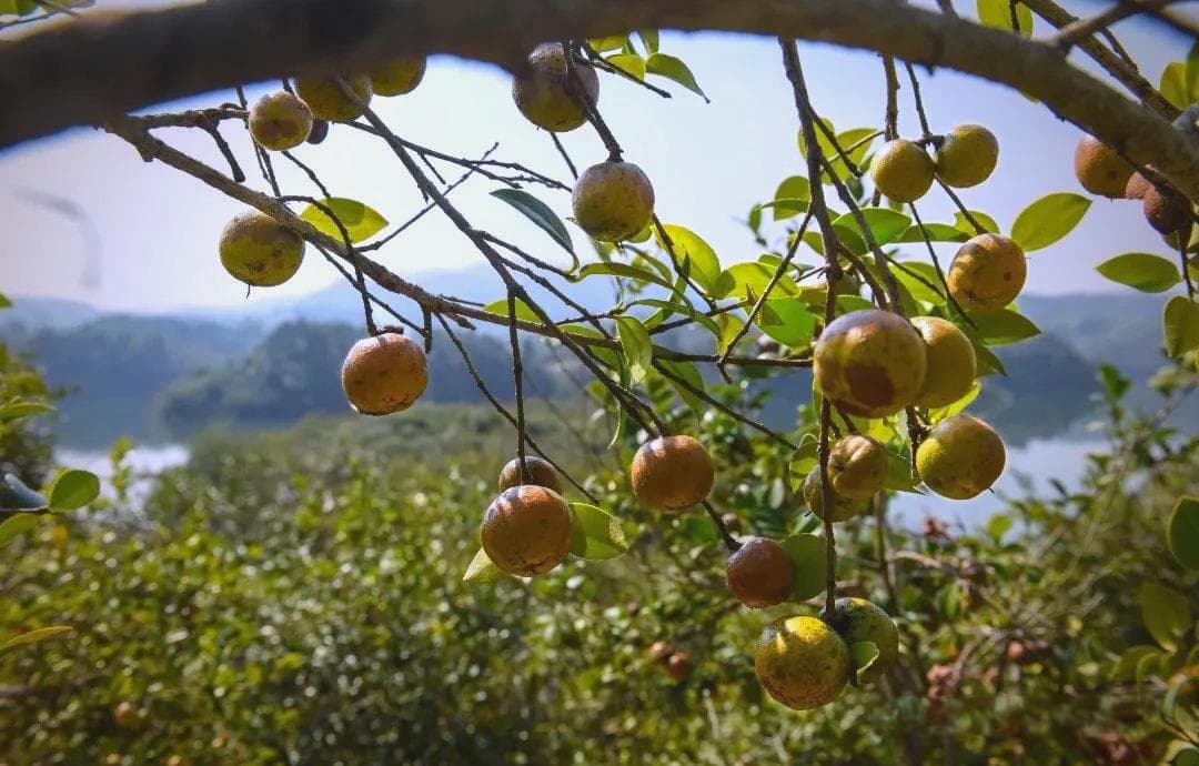 山茶油的多功能营养价值与使用方法