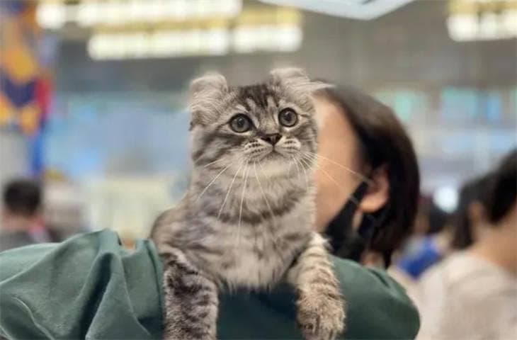 怎么判断猫该洗澡了