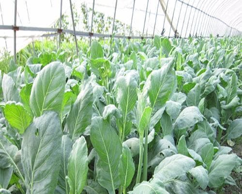 芥兰种植的时间与方法（选择最佳时间和正确方法培育健康芥兰）