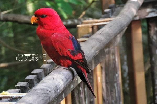 怎么训鹦鹉，掌握这些技巧让你的鹦鹉更聪明