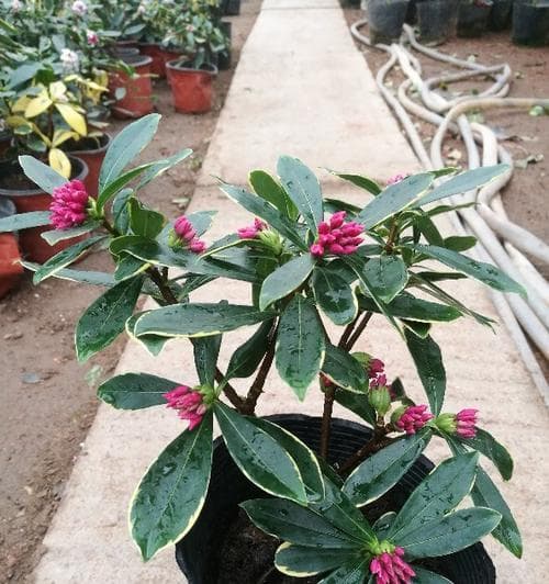 瑞香花的养护技巧（怎样养护瑞香花才能开出美丽花朵？）
