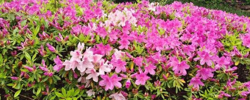 杜鹃花什么时候开花？影响因素及种植要点全解析