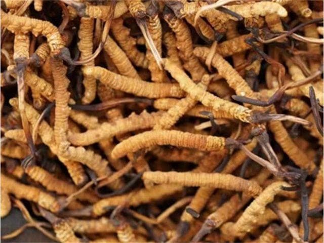 冬虫夏草打粉吃的正确方法与注意事项