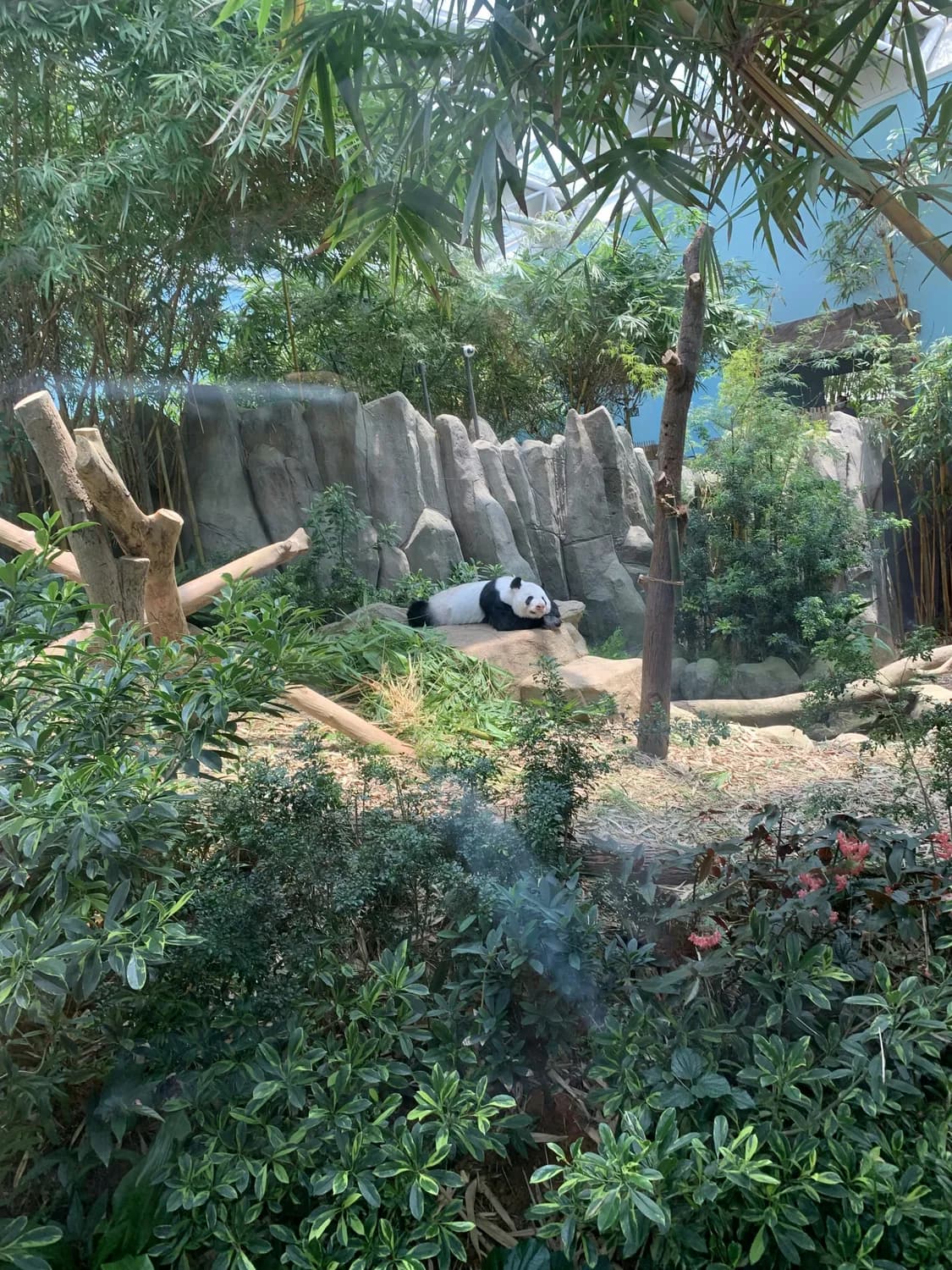 广州动物园：20元看大熊猫，还有更多惊喜等着你！