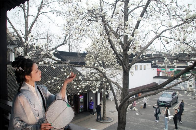 玉兰花开春满园，专业摄影师分享进阶拍摄技巧