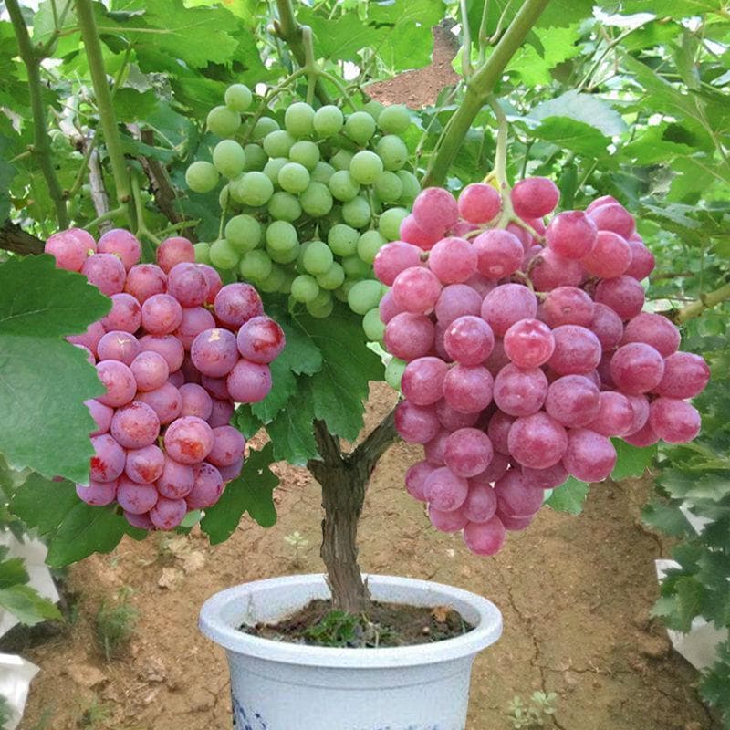 种植家养葡萄需要注意的细节有哪些