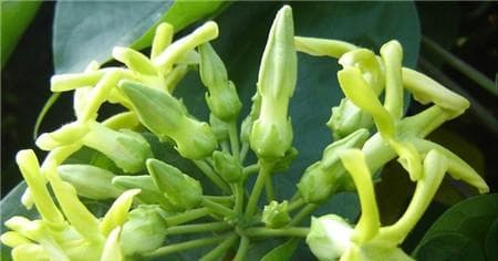 家庭种植夜来香的方法与技巧（让你的家园充满夜来香芬芳）