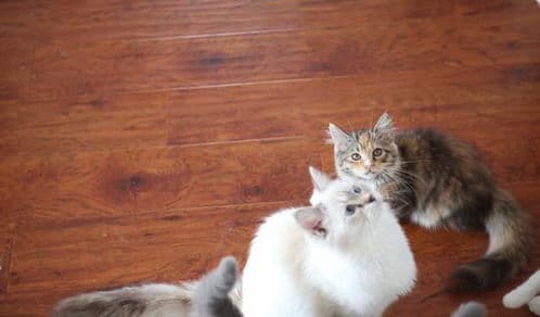 观察毛色、体型、行为，判断小猫年龄。