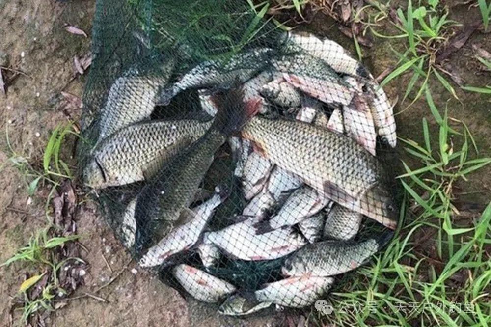 野钓必杀技：如何找到鱼窝和鱼道？何时钓鱼窝，何时钓鱼道？