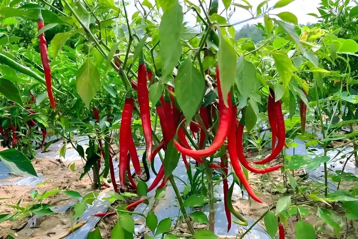辣椒前期种植管理的要点