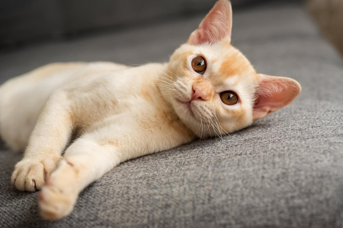 猫咪腹泻：深入解析原因与细致治疗指南