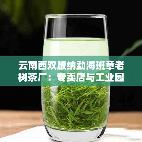 云南勐海班章老茶树厂：千年古树茶源探秘与精选茶品一览