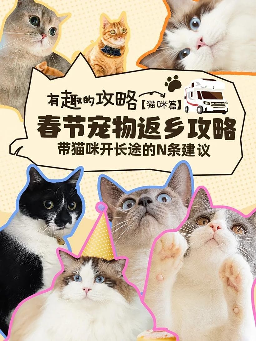保姆级攻略：带猫咪长途高速返乡全指南