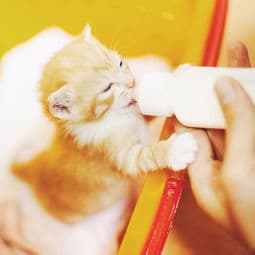 新生小猫饮食要点：母乳或专用猫奶。