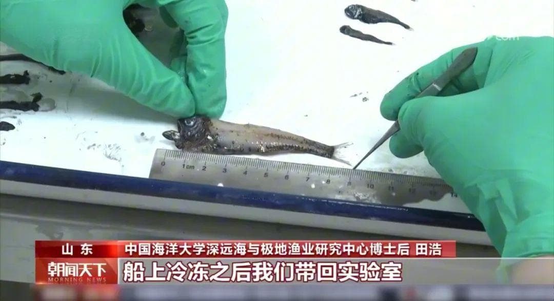 南极科考科研新进展！800多尾珍稀鱼类样品身上藏着什么“秘密”