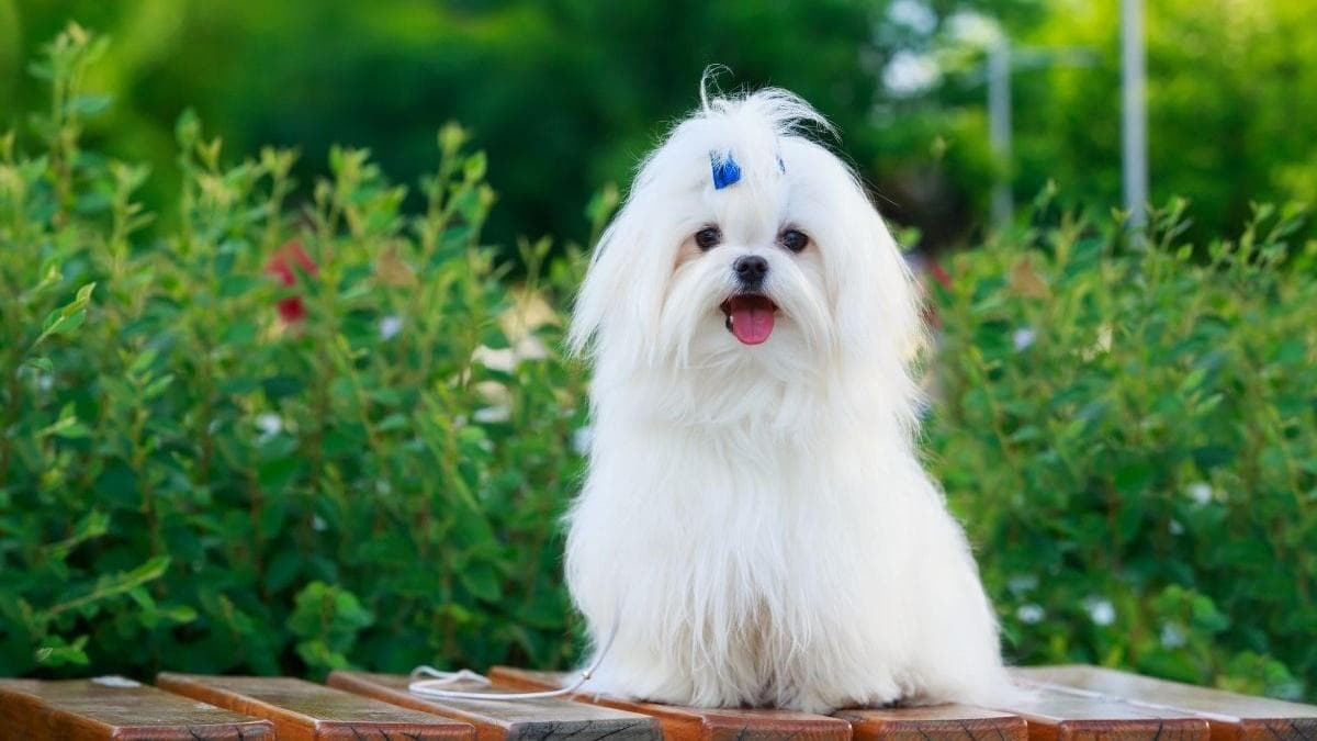 马尔济斯犬的特点是什么