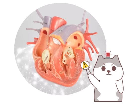 狗狗心衰，速效救心丸能“救心”吗？