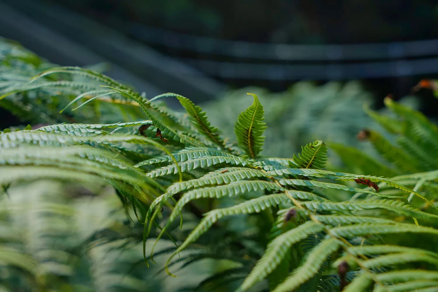 秋冬文竹浇水秘籍：让你的绿植更健康