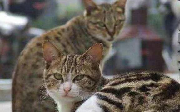 “养狸花猫，健康快乐，习性知多少？”