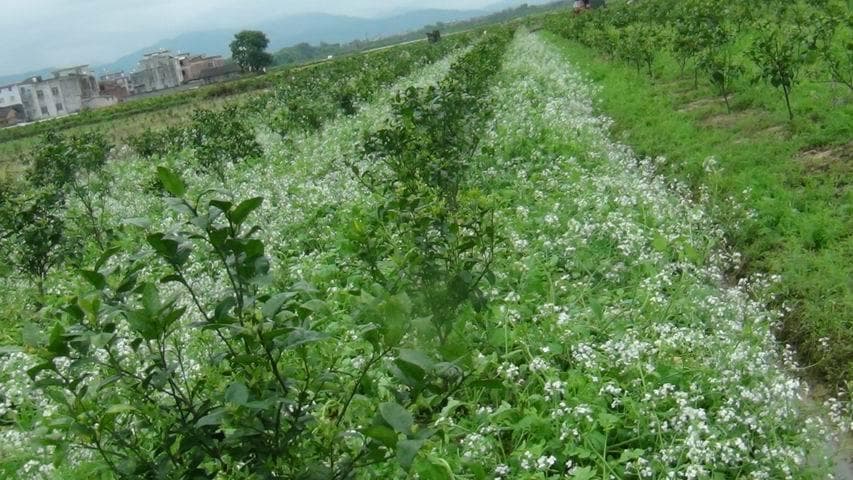 肥田萝卜及其种植利用