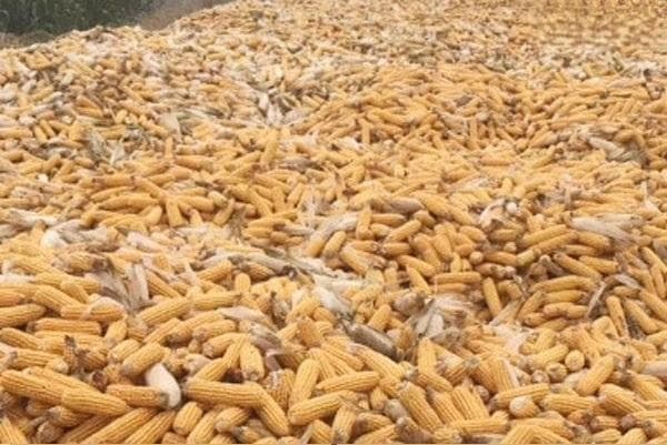 当前玉米行情分析及价格走势