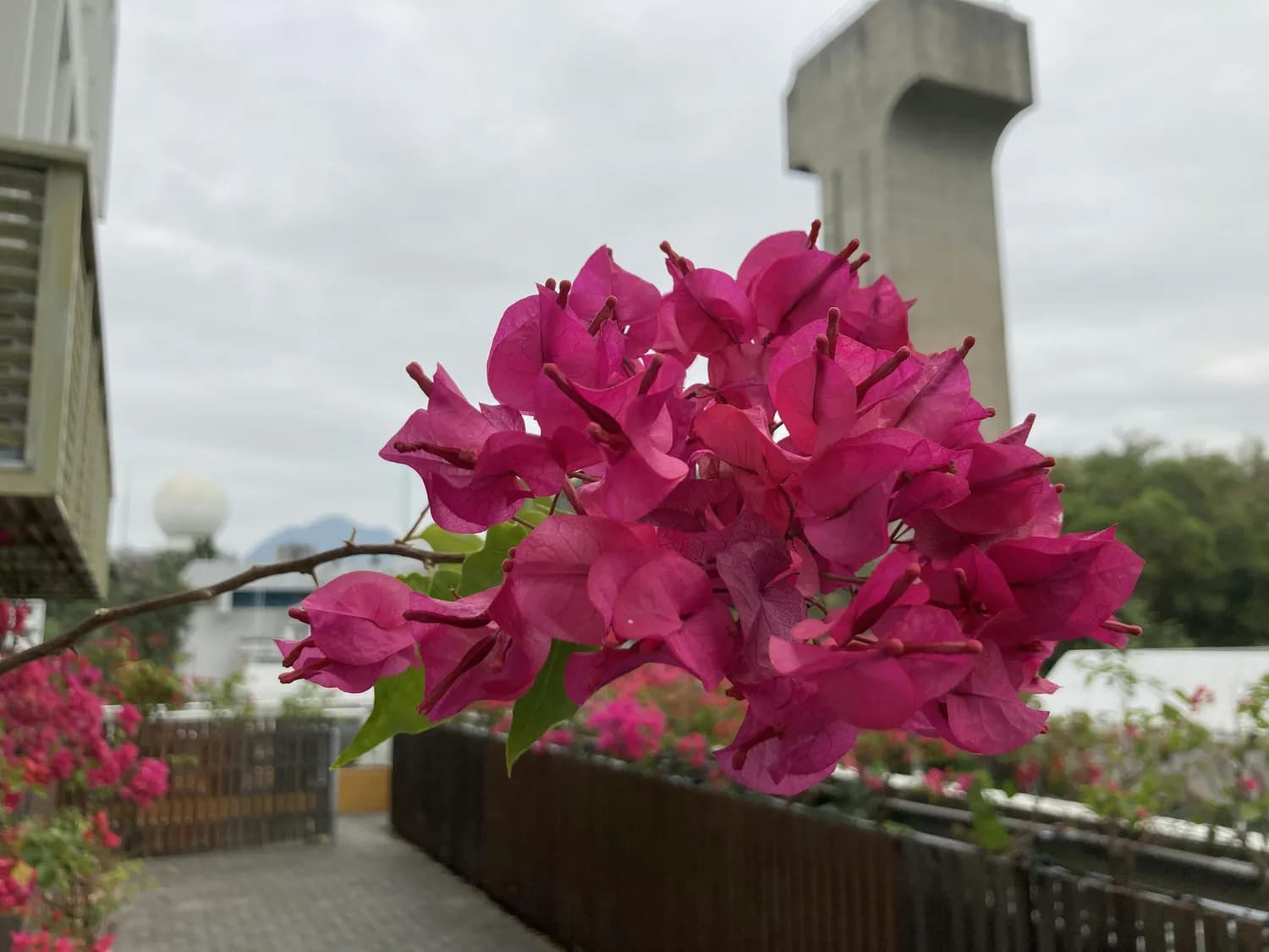 鼓浪屿春日赏花攻略：避开人群的最佳时机