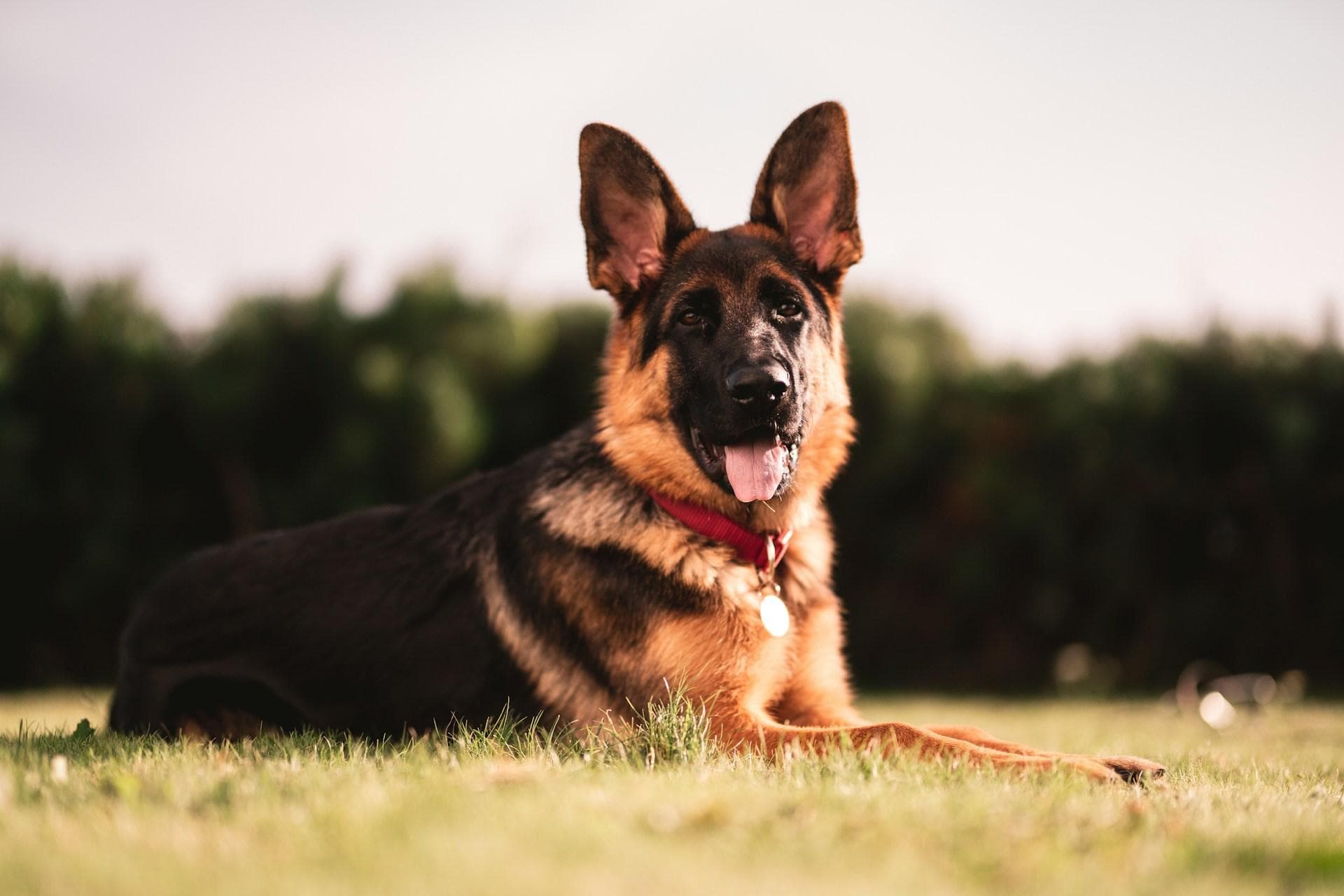 德国牧羊犬，聪明勇敢的忠诚守护神