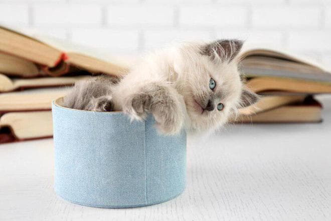 小奶猫吃什么食物比较好