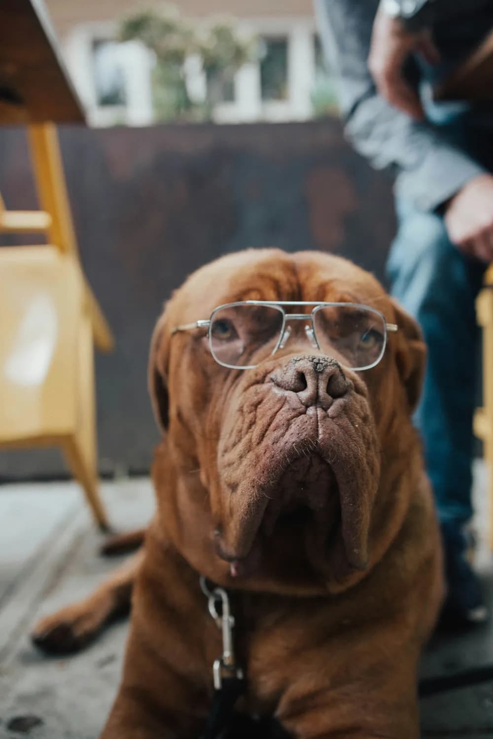 从犬儒到狗智：当代社会的精致利己主义