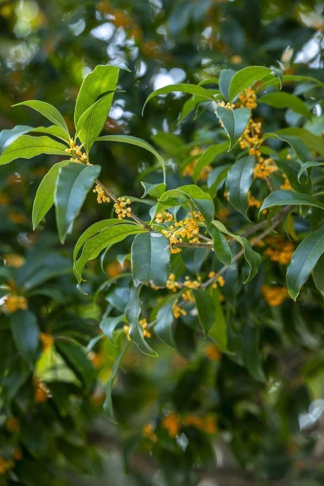 今日九月初九，雨雪降温桂花开了，今年桂花晚开有啥说法？