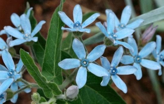 蓝星花怎样浇水最好呢？