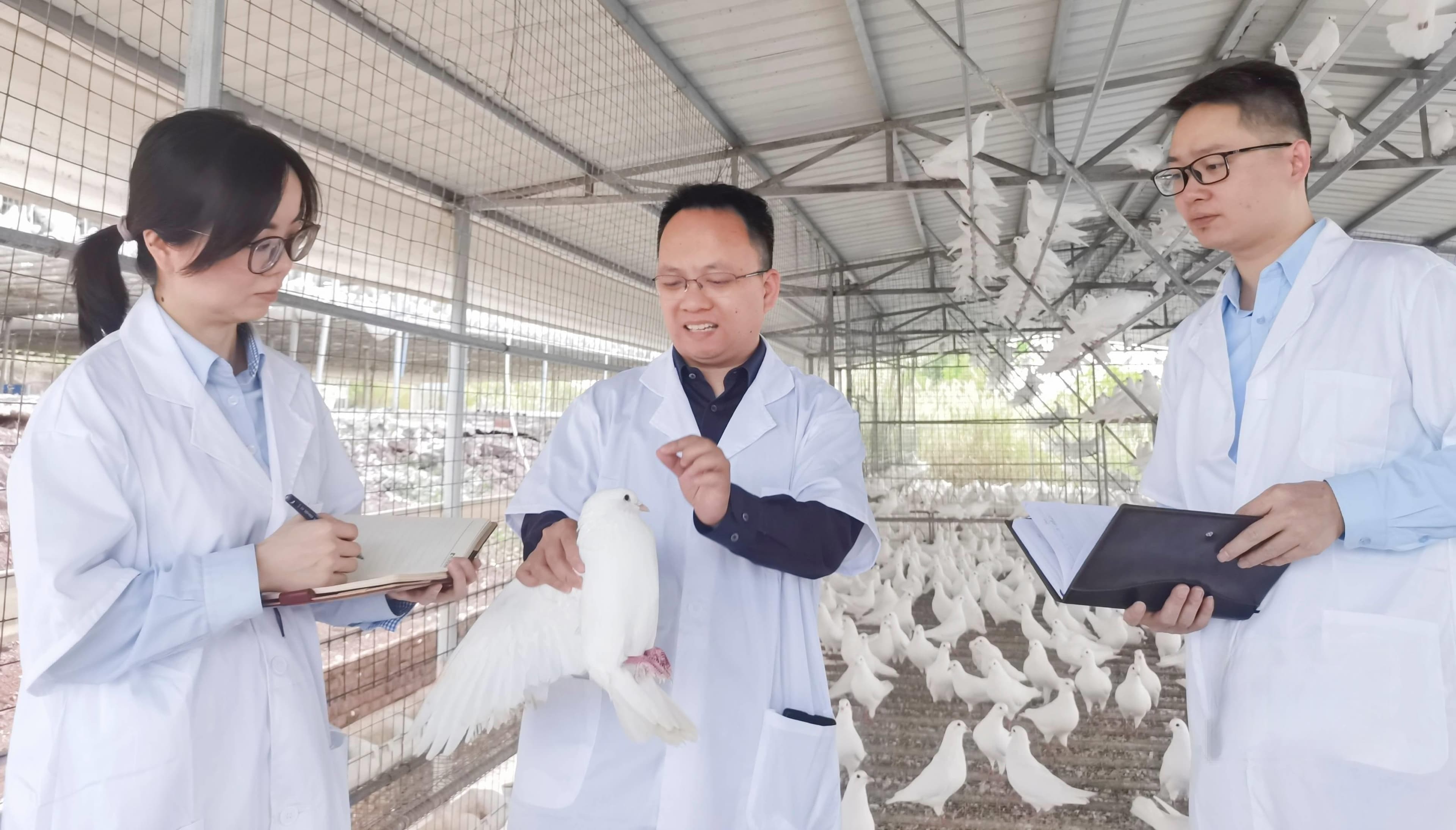 食在广东，鸽出兴宁③ | 玩转科技，鸽子在兴宁如何过上“智慧”生活？