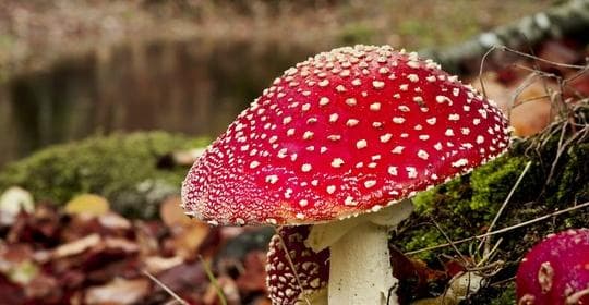 吃菌子为何引发幻觉？解析有毒菌类与应对之策