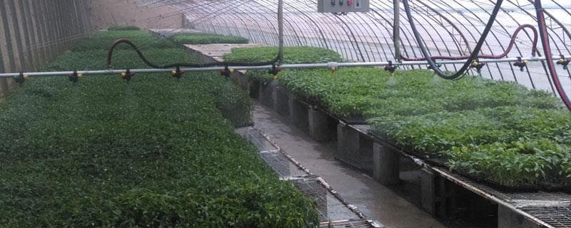 提醒菜农：用柴油做的烟雾剂对蔬菜有害吗？危害极大，请停止使用