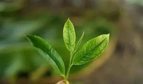 【入门干货】普洱春茶和秋茶各有什么特点？怎样辨识？