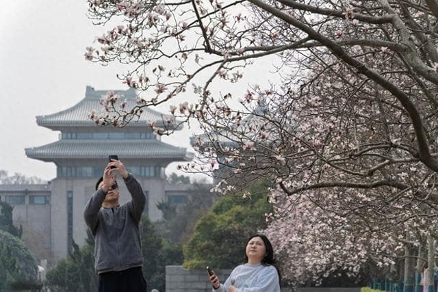 南京雨花台，珍稀宝华玉兰盛开，美到犯规！