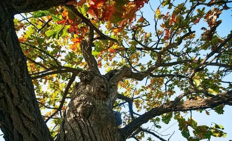 【森林地理】高考地理中的林下植被、高考地理中的红树林海岸