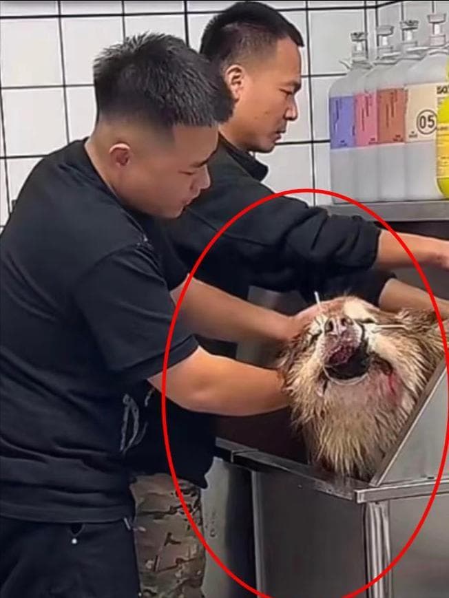潘宏风波升级！母狗生完就卖狗肉馆，陈乔恩怒斥其谋杀，官媒发声