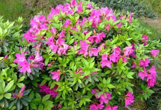 毛杜鹃和杜鹃的区别：从花形到栽培要点的全面解析