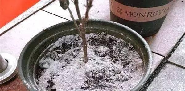 草木灰，一种天然肥料（制备方法、营养成分及使用技巧）
